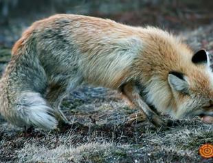 Что едят лисы в дикой природе