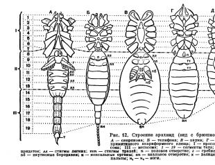 Класс паукообразные или арахниды (arachnida)