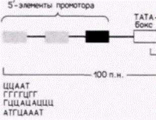 РНК-полимераза и ее роль в транспирации